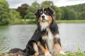 Australian shepherd mixes may be available in shelters and rescues. Australian Shepherd Rasseportrait Wesen Charakter Zuchter
