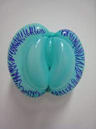 vagina balloon | exactly what the title says...i didnt' make… | Flickr