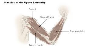 Flexion of the arm at the shoulder, and weak adduction. Seer Training Muscles Of The Upper Extremity