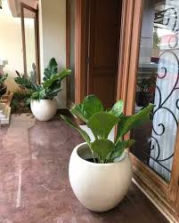 Menyulap depan pintu rumah agar terlihat meriah dengan tanaman. Pot Terrazzo Untuk Depan Pintu Dekorasi Tanaman Rumah Tanaman Dekorasi Boho
