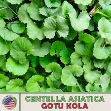 Image result for Centella asiatica
