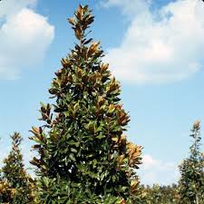 Image result for Mechowia grandiflora