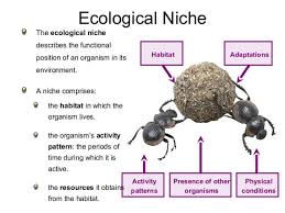 Habitat Environment And Ecological Niche