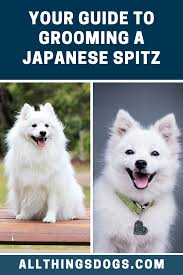japanese spitz grooming japanese spitz japanese spitz dog japanese spitz puppy