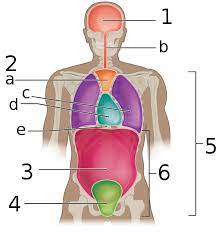 Abdominal wall & cavity  the abdomen is the part of the trunk inferior to the thorax. Pelvic Cavity Wikipedia