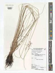 Image result for Fimbristylis quinquangularis