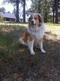 We did not find results for: Bernese Mountain Dog X Great Pyrenees Dogs Golden Retriever Mountain Dogs Dogs