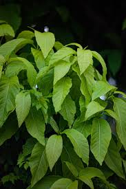 Image result for Holarrhena pubescens