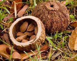The aim of this study was to investigate the chemical composition and in peanut and brazil nut to have the hig hest true protein. Brazil Nut Food Britannica