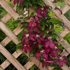 Their garden hybrids have been popular perennial among gardens beginning with clematis. Clematis Niobe Perennial Resource