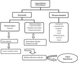 Pretreatment is an essential step to destruct the strong structures of rice straw and husk and increase efficiency in energy conversion. An Overview Of Pretreatment Processes With Special Reference To Biological Pretreatment For Rice Straw Delignification Bentham Science