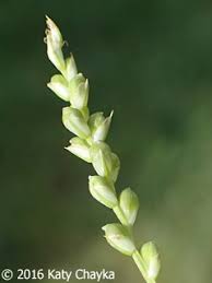 Image result for Carex spicato-paniculata