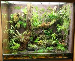 Pin On Vivarium Terrarium