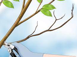 Completely removing dead or diseased limbs to keep the tree healthy or trimming old blooms to promote new growth and flowering. How To Prune A Dogwood 9 Steps With Pictures Wikihow