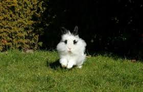 Check spelling or type a new query. Lionhead Rabbit Breed Profile And Photos Lovetoknow
