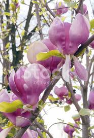 Alberi con fiore in autunno; Albero Di Magnolia Con Fiori Rosa Fotografie Stock Freeimages Com