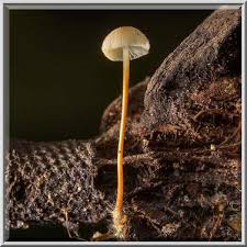 Image result for Strobilurus conigenoides