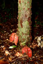 Image result for Cola natalensis