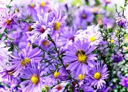 Scarica subito la foto margherite nel prato campo di fiori margherita. Aster Consigli Coltivazione E Cura