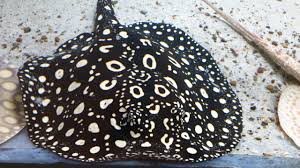 Jun 14, 2021 · erstaunlich mobile keimzellen: Potamotrygon Black Diamond Amazonasbecken Eu