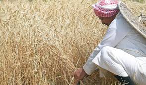 Kernels of promise in Asir as farmers ready for summer harvest | Arab News