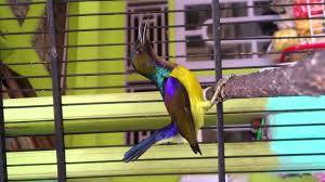 Burung emprit zebra ini memiliki kelebihan pada bentuk bulunya yang . Burung Prit Gantil Youtube