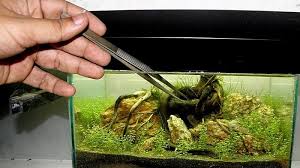Results Of The Minitank Contest Nano Aquariums Aquatic Plant Central Nano Aquarium Aquarium Nature Aquarium