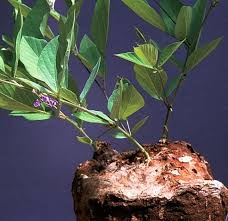 Image result for Neorautanenia mitis