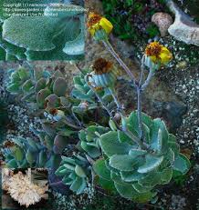 Image result for Caputia