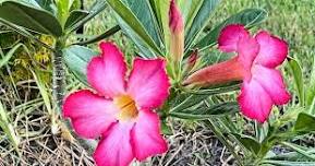 9-12-2026 Examining the desert rose (succulent)