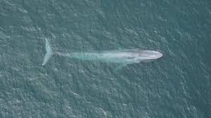They have long plates of 'baleen' which hang in a row, like the. Blue Whale Hearts May Beat Only Twice A Minute During A Dive The New York Times