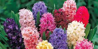 Saksı ve bahçe yetiştiriciliğine uygun. Sumbul Bitkisi Cicegi Nasil Yetistirilir Bakimi Nasildir Bilgihanem