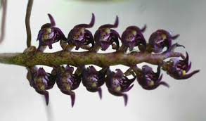 Image result for Bulbophyllum scaberulum