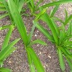 Image result for Ismene narcissiflora