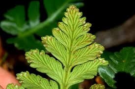 Image result for Davalliaceae