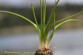 Image result for Isoetes alstonii