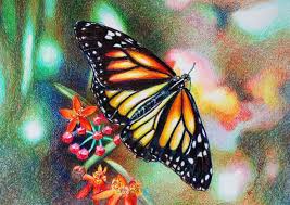 Butterfly 3 Color Pencil Art Color Pencil Drawing Color Pencil Sketch