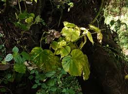 Image result for Begonia oxyloba