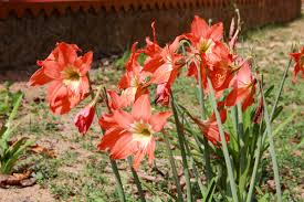 Image result for Hippeastrum puniceum