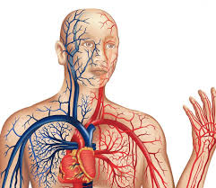 Circulatory system, system that transports nutrients, respiratory gases, and metabolic products throughout a living organism. What Is A Closed Circulatory System With Pictures