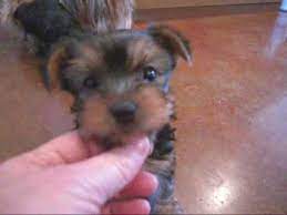 Check out some of our latest puppy videos! Yorkie Puppies Just Playing Youtube