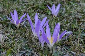 Image result for Colchicaceae