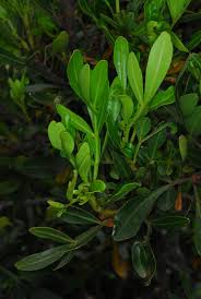 Image result for Ekebergia benguelensis