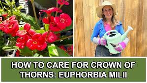 Image result for Euphorbia ramulosa