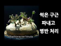 Image result for Raphionacme hirsuta