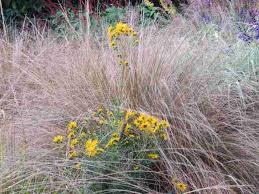 Image result for Polystachya bifida