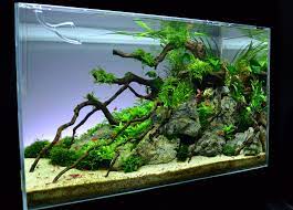 Flickr Aquarium Landscape Biotope Aquarium Aquascape