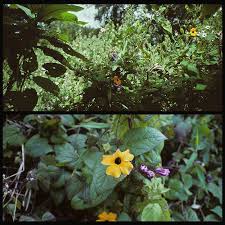 Image result for Strophanthus bequaertii