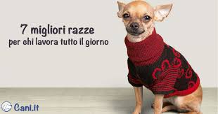 Ti stai chiedendo quali sono le migliori razze di cani piccoli per un appartamento? Le 7 Migliori Razze Per Chi Lavora Tutto Il Giorno