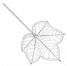 Image result for Sterculia quinqueloba